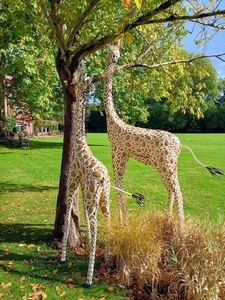 Giraffes